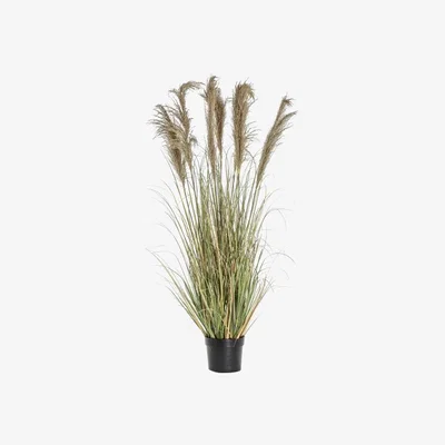 Olivia's Gallery Direct Pampas Grass With 7 Heads