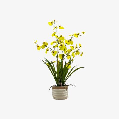 Olivia's Gallery Interiors Begbie Potted Oncidium Orchid Yellow / Large