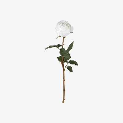 Olivia's Gallery Interiors Aldona Rose Stem White / Small Set of 12