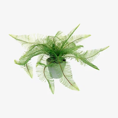 Olivia's Gallery Interiors Potted Fern Feather