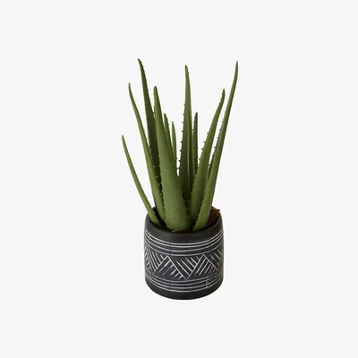 Olivia's Olivia's Freda Planter Succulent Aloe Vera