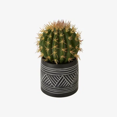 Olivia's Olivia's Freda Planter Succulent Cactus