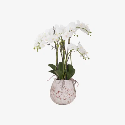 Olivia's Hill Interiors Large Stone Potted Orchid with Roots