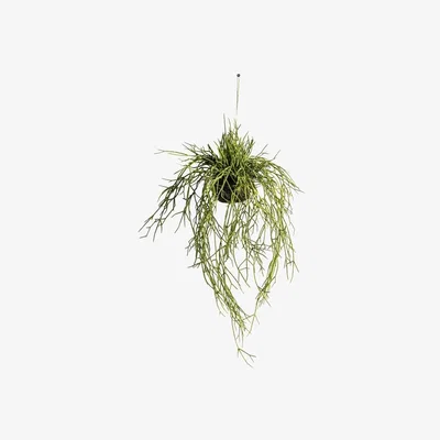 Olivia's Gallery Interiors Hanging Rhipsalis|Outlet