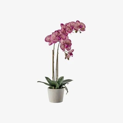 Olivia's Gallery Interiors Orchid with Ceramic Pot in Pink