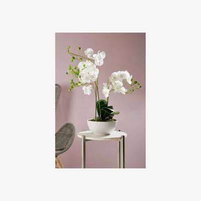 Olivia's Olivia's Faux Orchid White