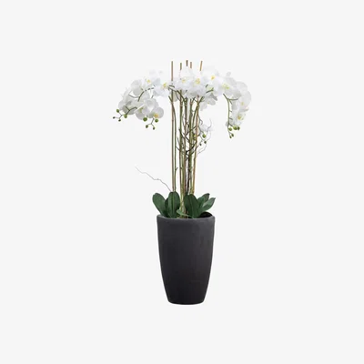 Olivia's Gallery Interiors Adema Potted Phalaenopsis Orchid White Set of 5