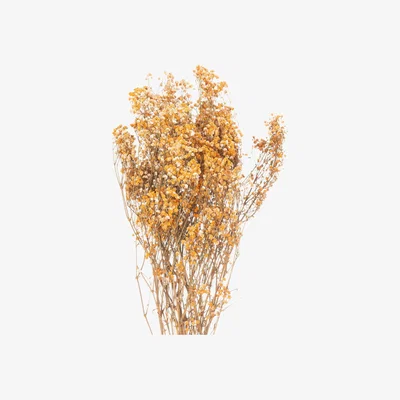 Olivia's Hill Dried Babys Breath Bunch in Orange