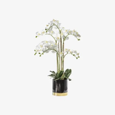 Olivia's Gallery Interiors Orchid White with Black Gold Pot