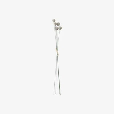 Olivia's Gallery Interiors Set of 12 Sivan Echinops Bundle White