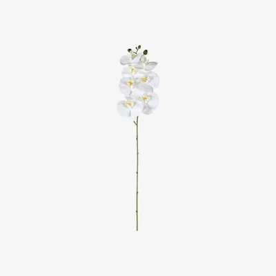 Olivia's Gallery Interiors Set of 3 Toni Phalaenopsis Orchid White