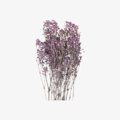 Olivia's Hill Dried Babys Breath Bunch in Purple