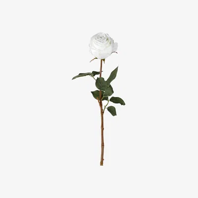 Olivia's Gallery Interiors Aldona Rose Stem White | Outlet / Small Set of 12