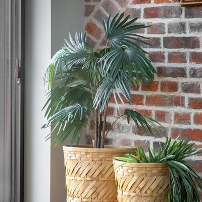 Olivia's Gallery Interiors Castor Chinese Fan Palm Faux Plant Green / Large