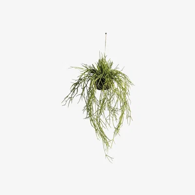 Olivia's Gallery Direct Hanging Rhipsalis / Large