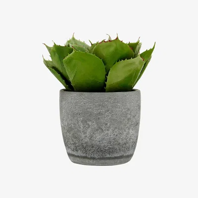 Olivia's Olivia's Large Succulent With Cement Pot