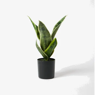 Oliver Bonas Tiger Tail Artificial Plant