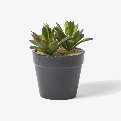 Oliver Bonas Succulent Artificial Plant Small