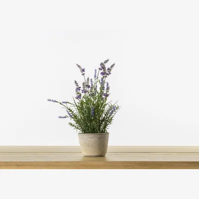 Perch and Parrow Faux Potted Lavender, Medium