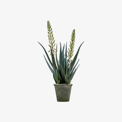 Perch and Parrow Isla Faux Aloe with Flowers in Tonal Pot Small