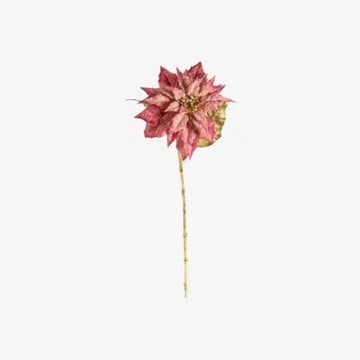 Perch and Parrow Poinsettia in Blush - Pack of 3