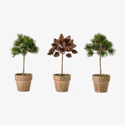 Perch and Parrow Gathered Potted Pine Trees and Cones - Set of 3