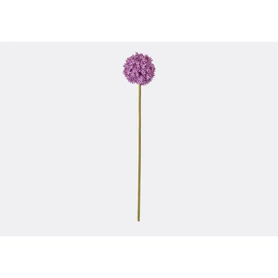 Perch and Parrow Lanzini Allium Purple Stem