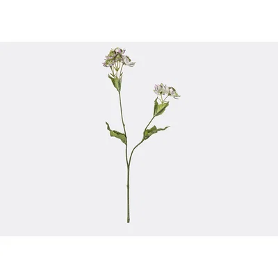 Perch and Parrow Lanzini Astrantia Spray in Mauve, Set of Five