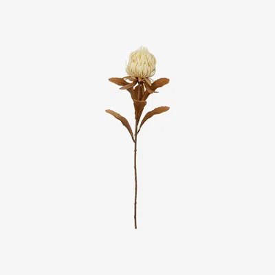 Perch and Parrow Dry Protea Flower - Pack of 3