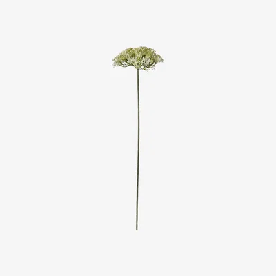 Perch and Parrow Lanzini Achillea Stem, Set of Three