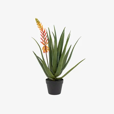 Perch and Parrow Faux Orange Flower Aloe Plant