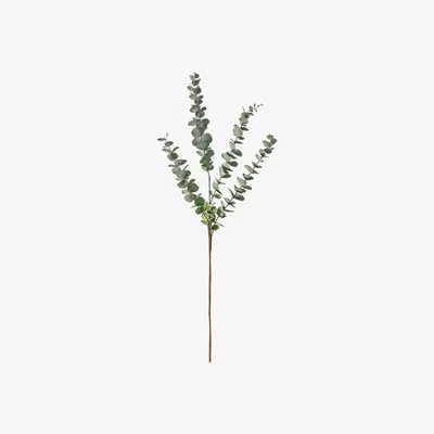 Perch and Parrow Lazni Eucalyptus Spray Stem, Set of Six