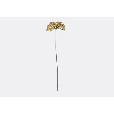 Perch and Parrow Lanzini Achillea Blush Stem, Set of Three