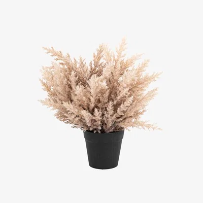 Perch and Parrow Durra Potted Corn Bush