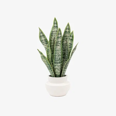 Perch and Parrow Potted Faux Snake Plant