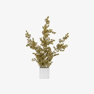 Perch and Parrow Gathered Potted Cedar in Gold