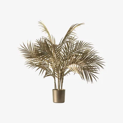 Perch and Parrow Charisma Champagne Potted Palm Tree, Small