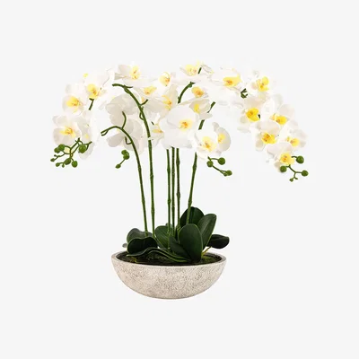 Perch and Parrow Faux Oversized Orchid in White Cement Pot