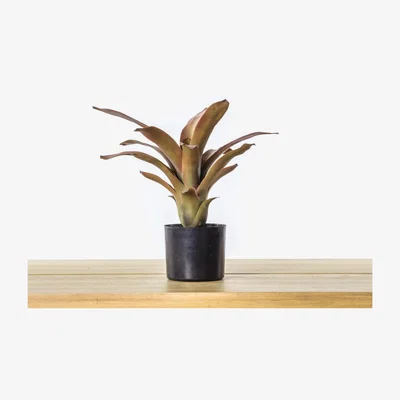 Perch and Parrow Faux Potted Bromelaid in Red