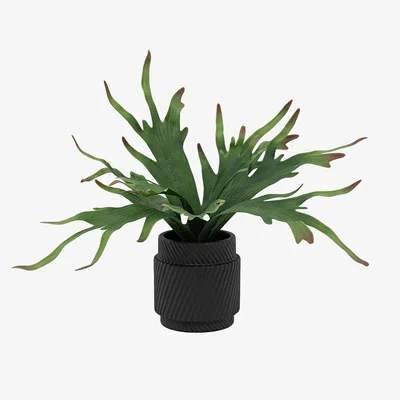 Perch and Parrow Faux Playycerium Plant in Ceramic Pot