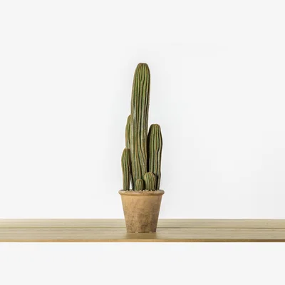 Perch and Parrow Faux San Pedro Cactus in Tonal Pot, Large
