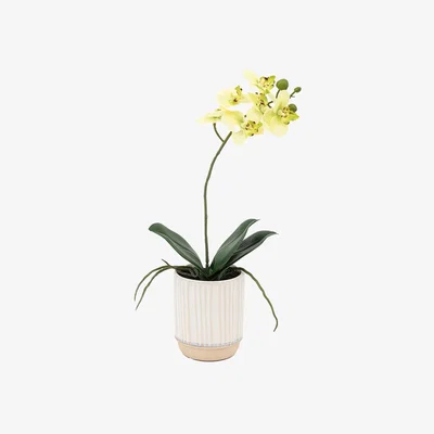 Perch and Parrow Faux Cream Orchid in Ribbed Pot, Medium