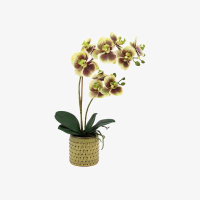 Perch and Parrow Faux Multicolour Orchid in Dotted Pot