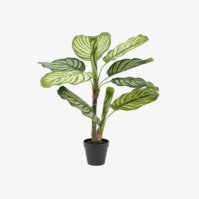 Perch and Parrow Faux Calathea Leaf Tree, Medium