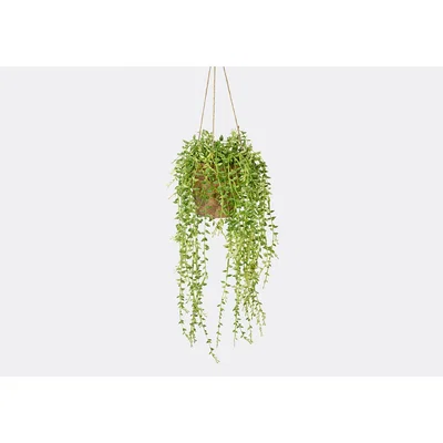 Perch and Parrow Jamir Hanging Faux Senecio in Earthenware Pot