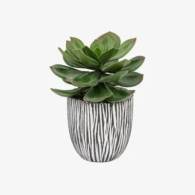 Perch and Parrow Faux Succulent in Ribbed Pot