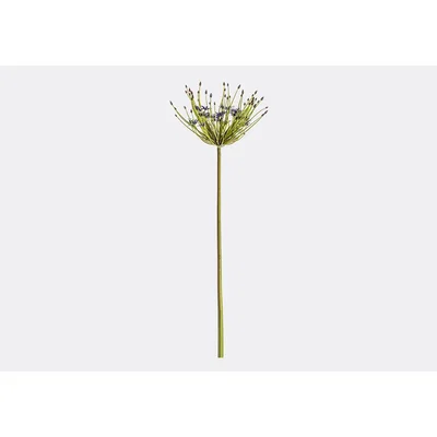 Perch and Parrow Lanzini Allium Spider Violet Stem