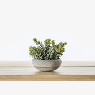 Perch and Parrow Faux Sedum in Cement Pot, Large