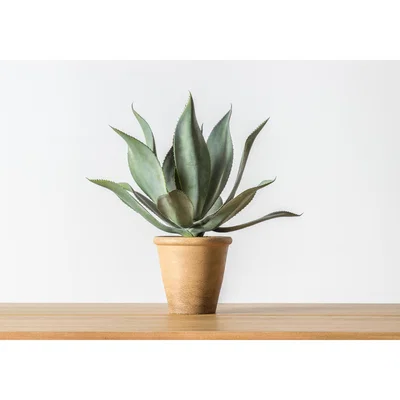 Perch and Parrow Spike Faux Aloe Plant With Wide Leaves