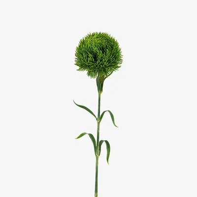 Perch and Parrow Faux Green Bloom Stem, Set of 12